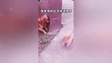 原以为喵喵拳就要出击了，没想到，喂我吃了口狗粮。