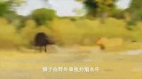 狮子独自狩猎水牛，水牛同伴赶到救援，狮子组织反击，反击失败！