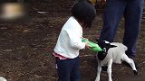 宝宝，这样喂羊吃奶你有什么体验呢感觉新奇吗