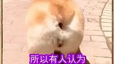 我的所有粉丝们请转发出去，不要因为人类的喜爱让柯基失去尾巴