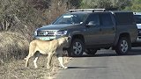 母狮独自出来捕猎，在公路上大摇大摆地行走