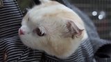 猫咪企图混过安检，警报器响起的瞬间，众人爆笑！