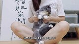 打破可爱的猫咪滤镜，揭露“网红猫”真实的一面！