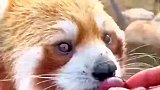 小浣熊直直站着等主人喂食，喂小浣熊方便面