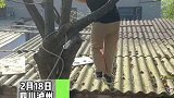 四川泸州：女生爬树上房顶摘水果，刚走没两步人瞬间消失