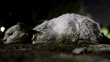 在黑夜里的流浪猫，总有种“丧尸片”里的感觉