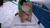 主人带猫咪出门看雪，第一次见到雪的猫咪一脸萌，场面十分滑稽