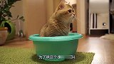 买了个新盆子回家，猫咪看到后直接躺进去，咋的？又想霸占了啊？