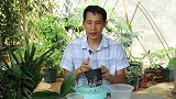 蝴蝶兰旧植料秒变新植料，用“它”加1招可以搞定