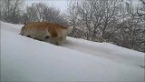 大雪过后，柯基犬和它的小伙伴在雪地里玩疯了