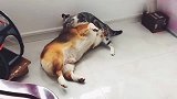 柯基对猫咪呲牙，猫咪生气了：信不信我让你站不起来！
