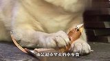 老奶奶去世后，狗狗变得越来越胖，看完真让人心疼
