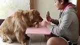 家里穷的只剩一根火腿了和一个馒头，金毛的做法太感人了