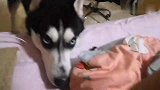 哈士奇：睡什么觉跟我玩不好玩吗