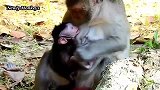 皇后想戒奶，小奶猴不愿意，暴打上演了