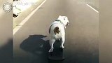 好厉害的狗狗啊，还会玩滑板呢，看着好玩极了！