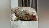见过猫咪睡着后说梦话吗，今天就带大家见识见识