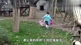 奶妈抢走摇摇马，熊猫宝宝生气了，下一秒差点笑哭