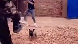 小警犬的训练日常，小时候就这么凶猛，长大了会怎样？