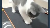 发现了一个好玩的东西