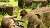大肚子猴子虽然身体笨拙，但是打起架来却额外凶狠、迅速+