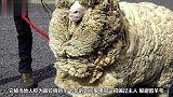 最狡猾的绵羊！7年用同一招骗过主人剃毛，毛剃完所有人大叫！