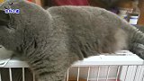 家里两只胖公猫爱打架，主人愁得向母猫诉苦，胖公猫一脸霸道