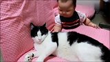 傲娇的喵星人，在小主人面前瞬间变成乖宝宝，搓圆揿扁任打闹