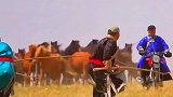 在这么多牧民手底下逃脱，这匹十有八九是匹好马