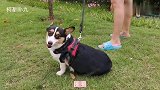 意外发现小母狗肚子大了，不知它从哪里鬼混得来的？主人都懵圈了