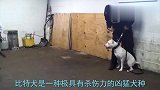 藏獒不愧是中华神犬，比特犬被它一招放到，丝毫没有招架之力！