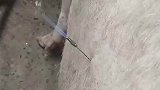 为什么咱家猪的火气那么大