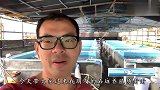 石斑鱼还可以这样养殖！一个池子可以养几千条，真的大开眼界了