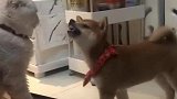 猫：几天没教训你了，你是不长记性是吧！