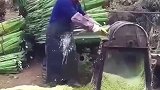 剑麻做轮船缆绳的最好材料，防碱极好不腐蚀