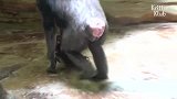 大猩猩第一次当妈妈，猩猩妈开心得简直要疯了，小猩猩完全被玩坏