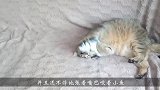 主人买来一条仿真鱼，猫咪看到后，接下来的反应太可爱了