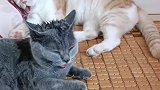这么热的天，猫都生无可恋了