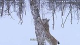 猞猁的弹跳能力有多厉害，慢镜头拍下跳跃画面，网友大开眼界啊