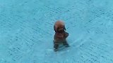 狗子泳池里站立游泳，颤颤巍巍向前移动