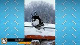 二哈：我们雪橇犬怎么可能吃雪？嗯！这雪真香！