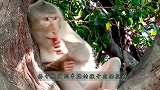 猴子被辣的生无可恋当场发疯
