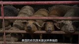 美国的农民竟是这样养猪的，难怪猪肉出口世界第一，看完太过瘾