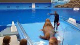讨吃的海狮：想看表演，请先给我条鱼吃！
