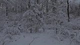 冬季雪林漫步，梦幻的景色！