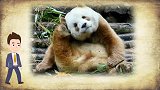 在中国出现的一些变种动物，变异的熊猫，全世界仅出现6次