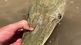 这是什么鱼？头长得跟鳄鱼一样，刚看到时吓了我一跳