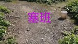 养了一群可爱的荷兰猪
