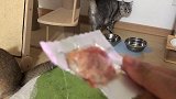 老猫带小猫去厨房偷吃，被发现后逃跑失败，就假装讨好求原谅！