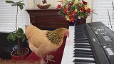 老母鸡：接下来，请欣赏钢琴独奏！